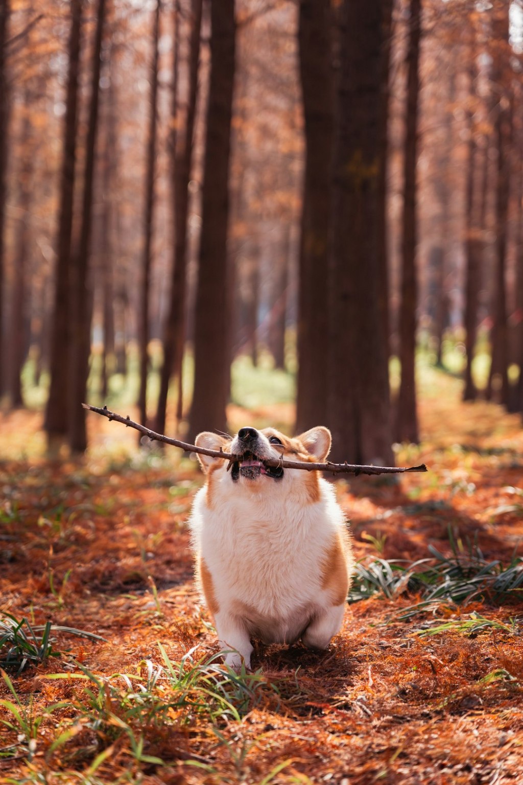 A corgi dog carries a stick in a forest.