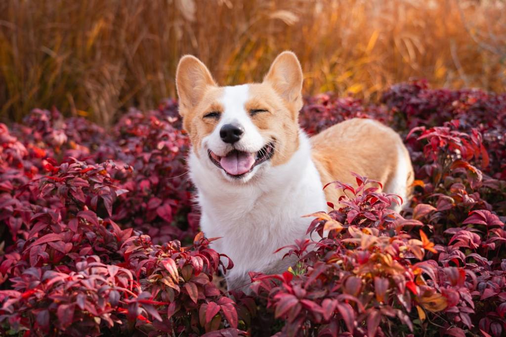 A happy corgi dog smiles in colorful autumn foliage.