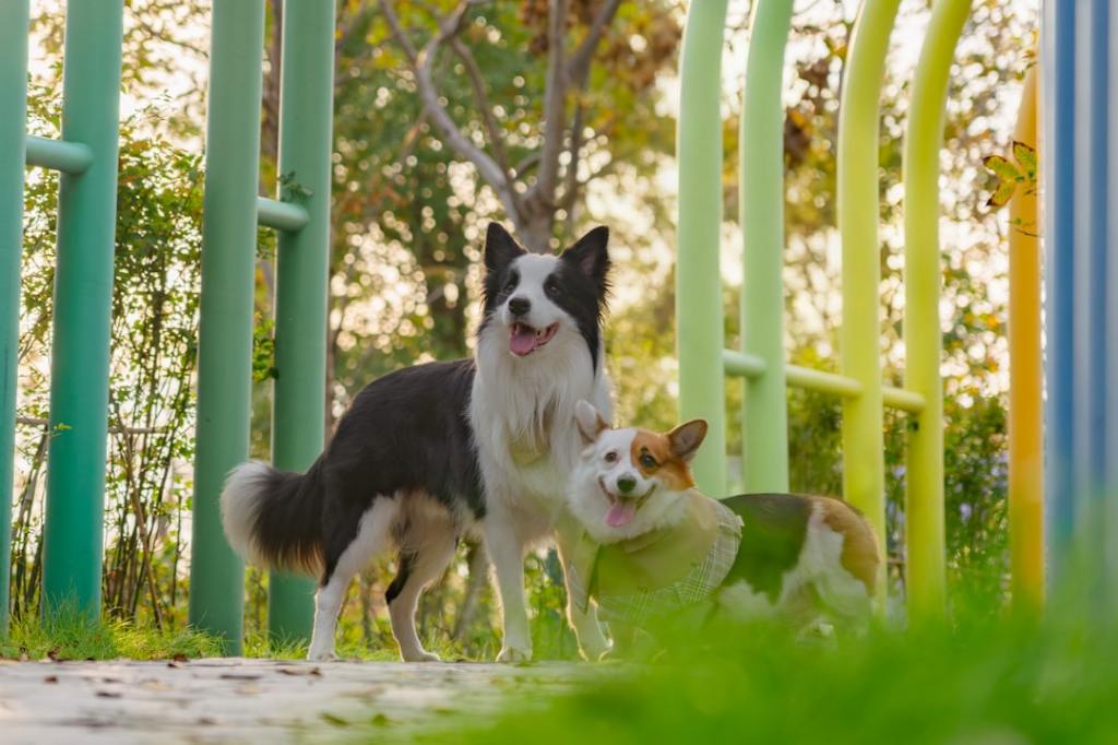 Two dogs standing together outdoors