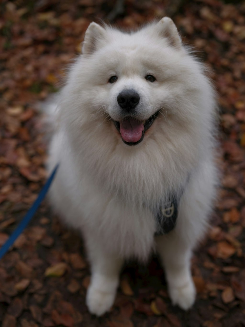 A fluffy white samoyed dog sits on fallen leaves.