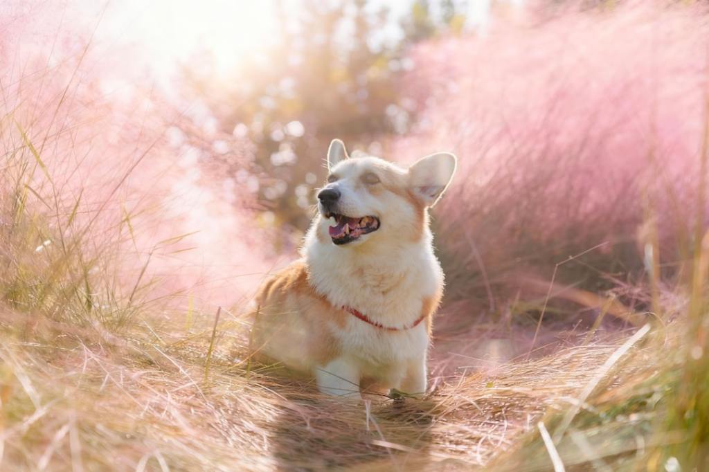 A happy corgi dog sitting in pink grass