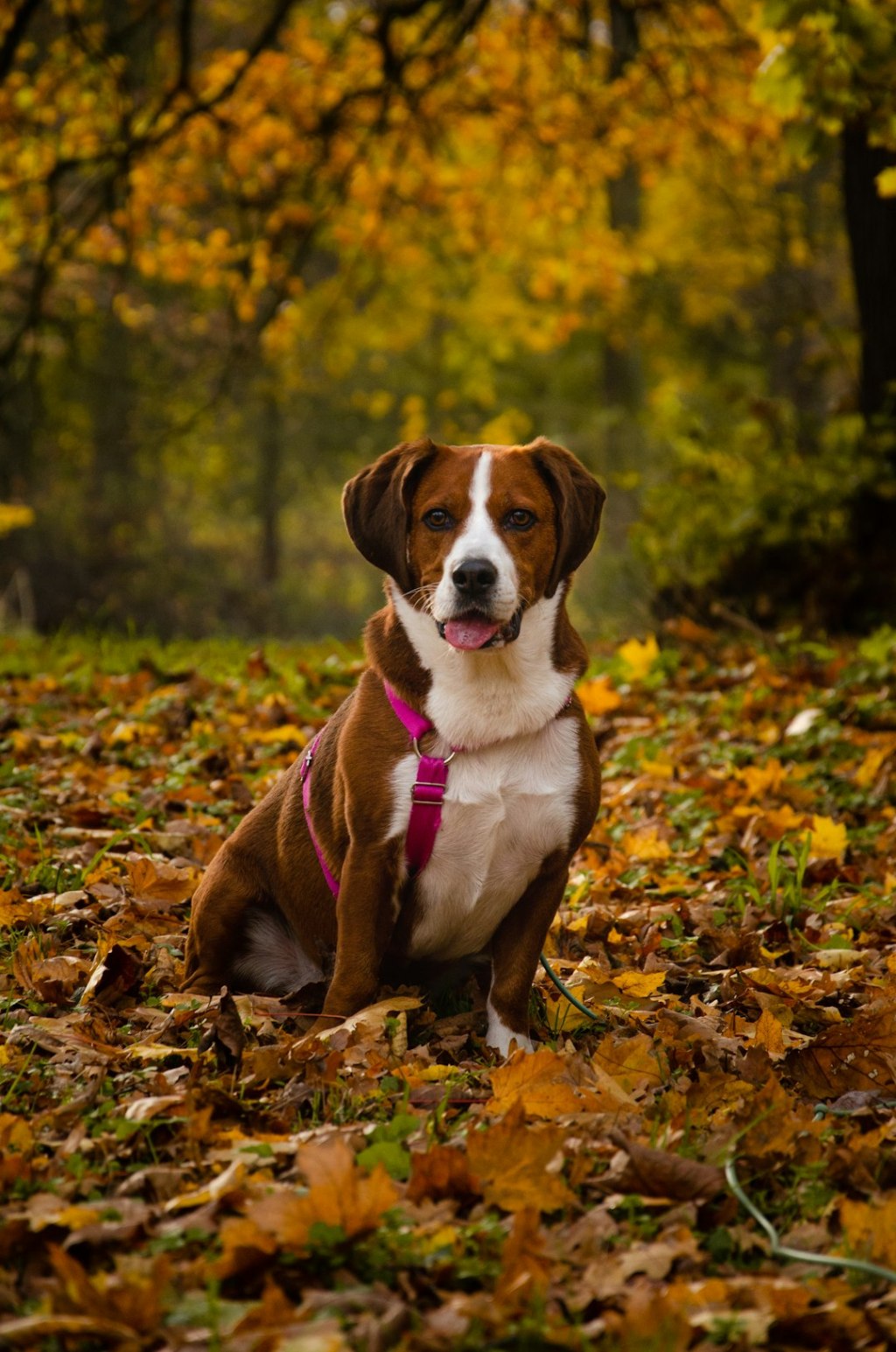 A dog sits in fallen autumn leaves outdoors.