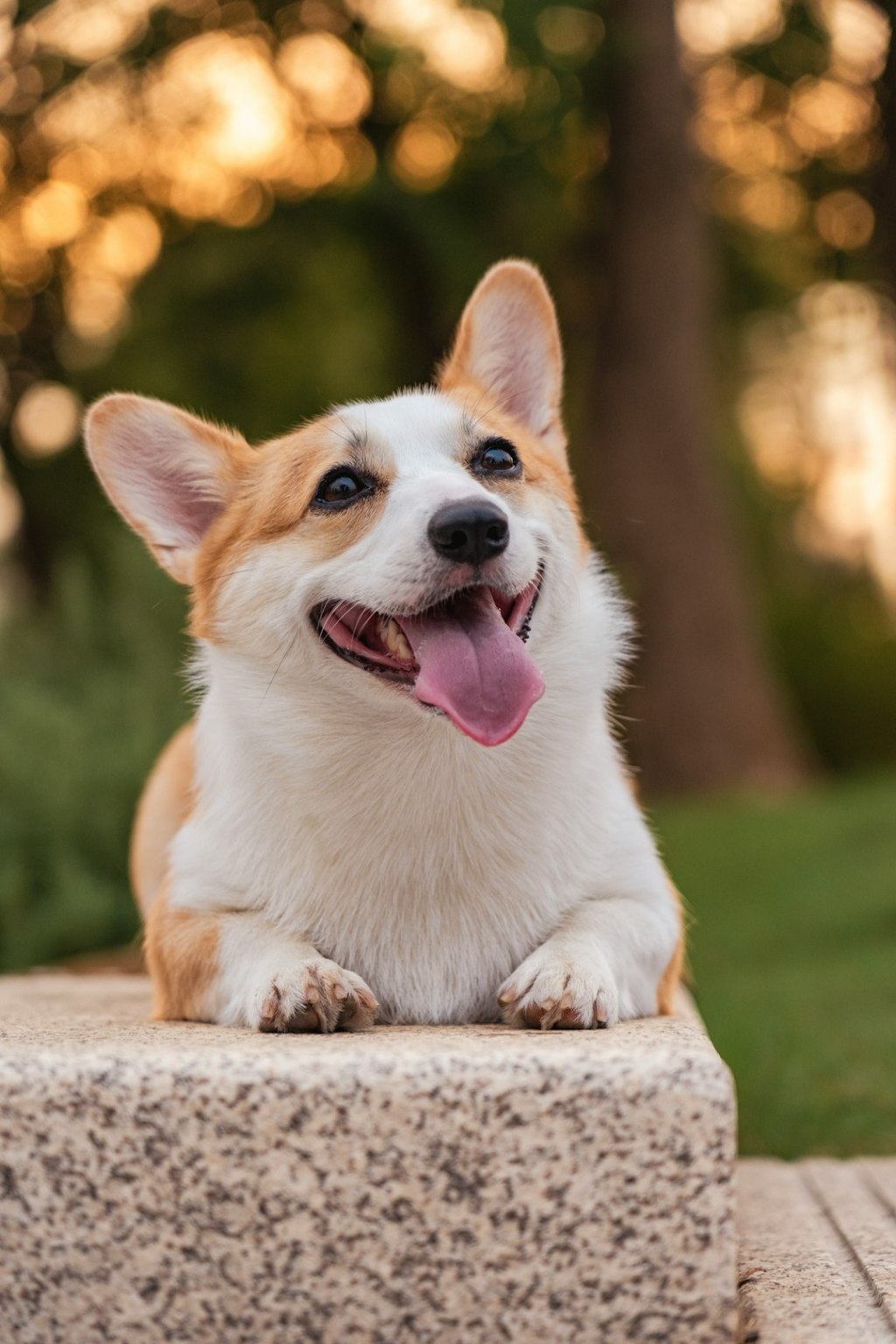 A happy corgi dog rests outdoors with tongue out.