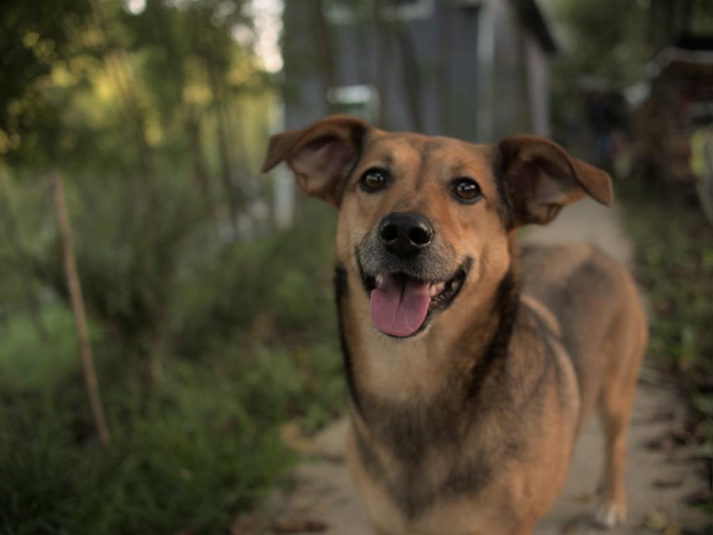 A happy dog with brown and black fur outdoors