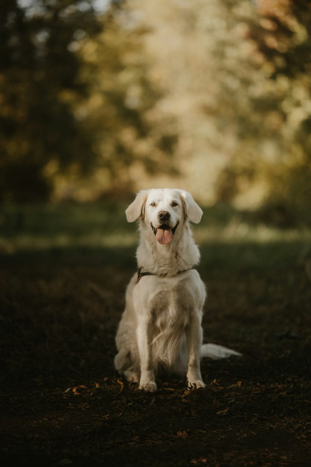 A happy white dog sitting in a park.