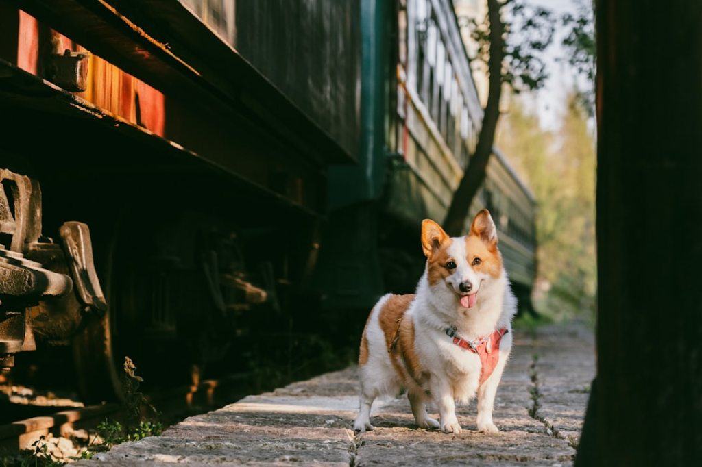 A corgi stands by a train on a platform.