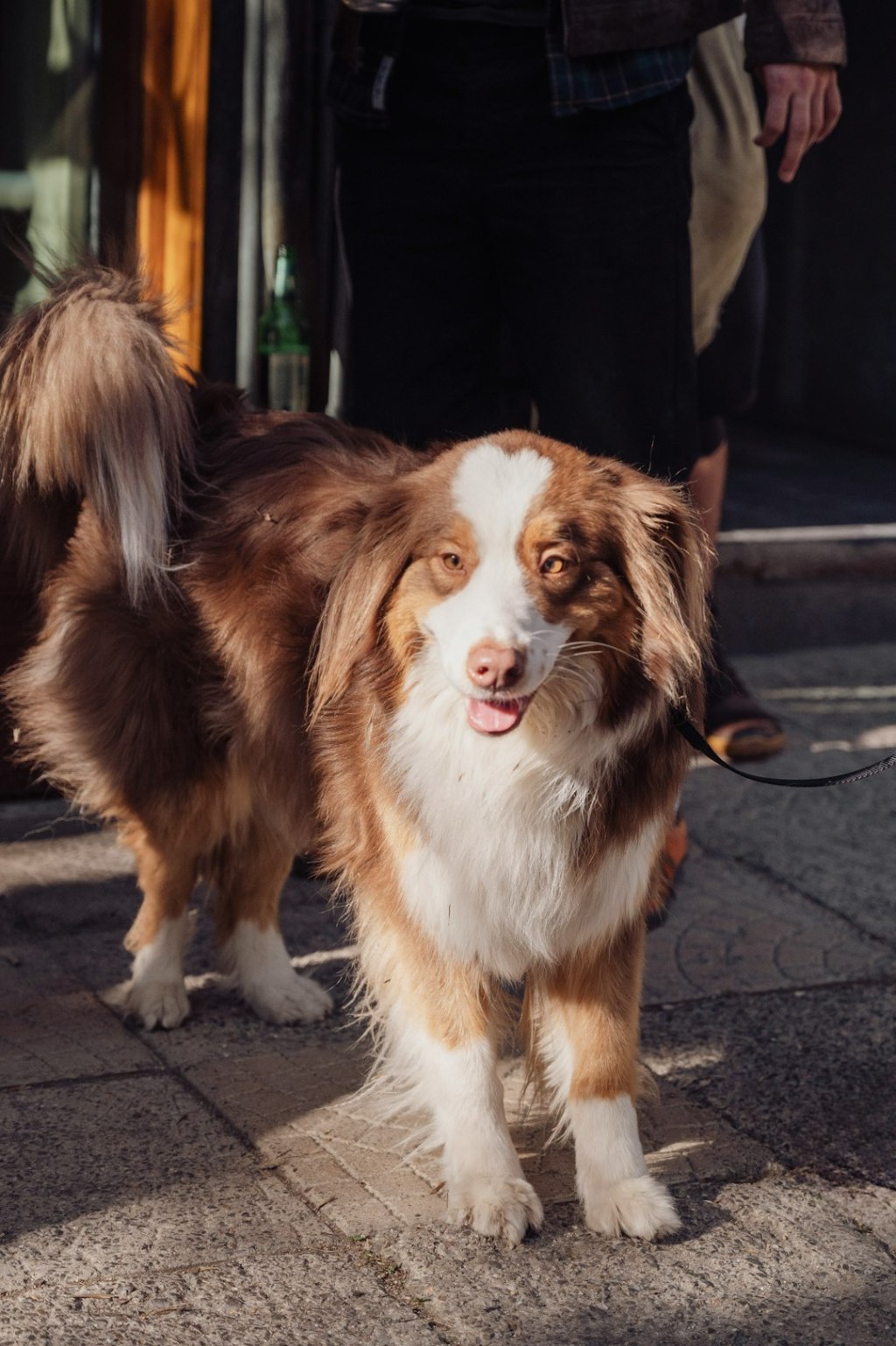A happy brown and white australian shepherd dog.