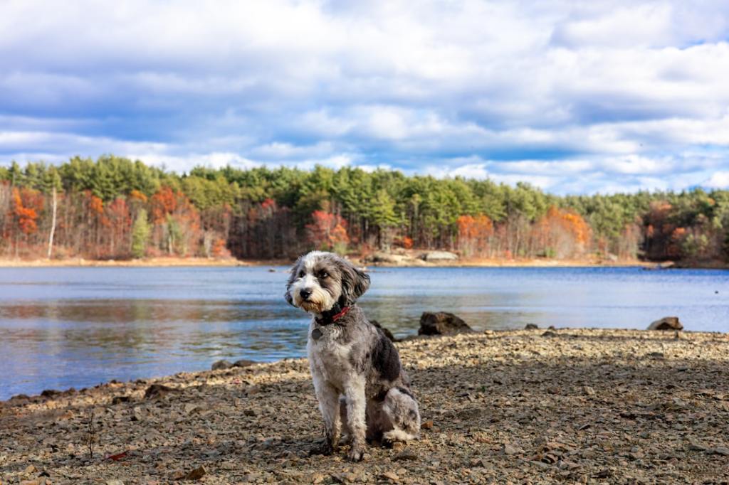 A shaggy dog sits by a calm lake in autumn.
