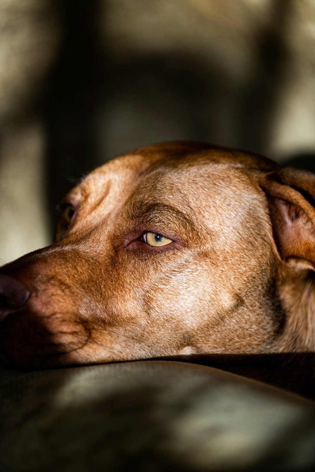 a close up of a dog laying on a couch