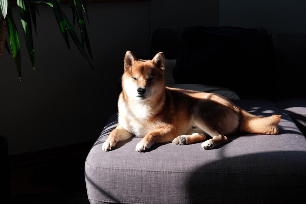A shiba inu relaxes in the sunlight.