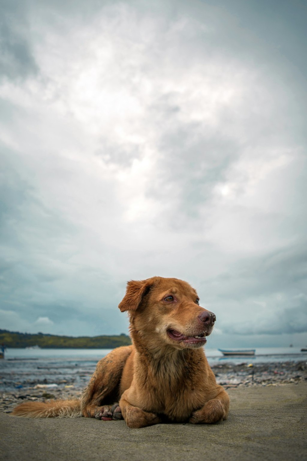 shallow focus photo of long-coated brown dog