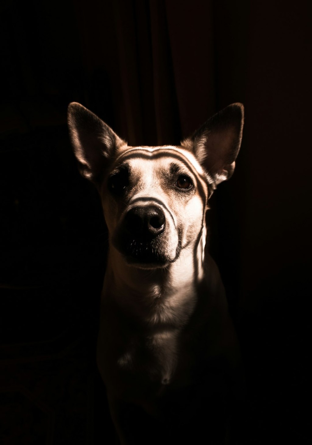 grayscale photo of short coated dog