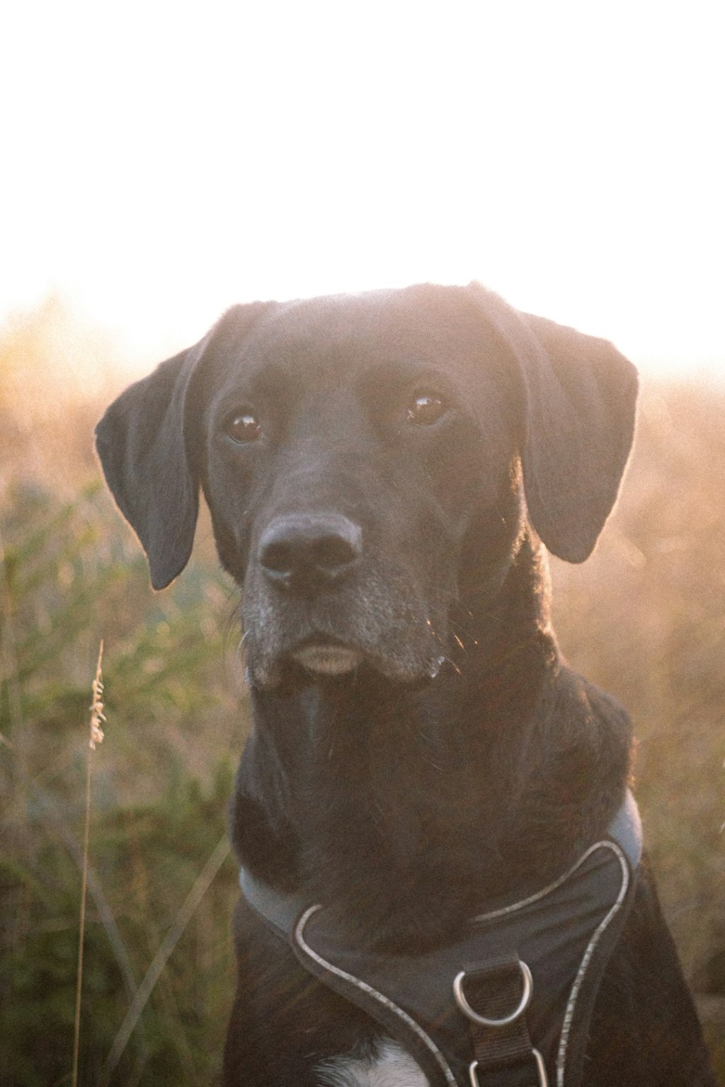 A black dog wearing a harness in a field.