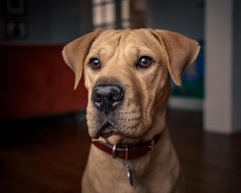 brown dog sitting on ground