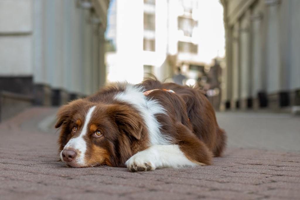 A brown and white australian shepherd dog lies on cobblestones.