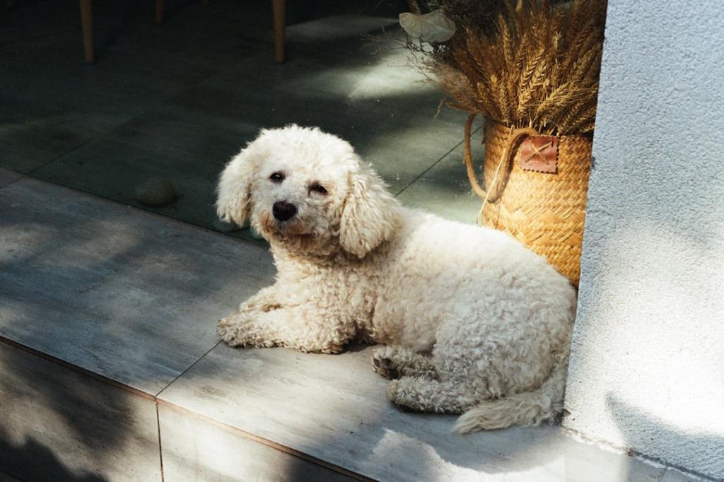 A fluffy white poodle lies on a ledge.