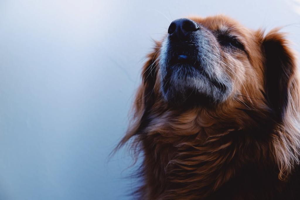 brown long coated dog looking up