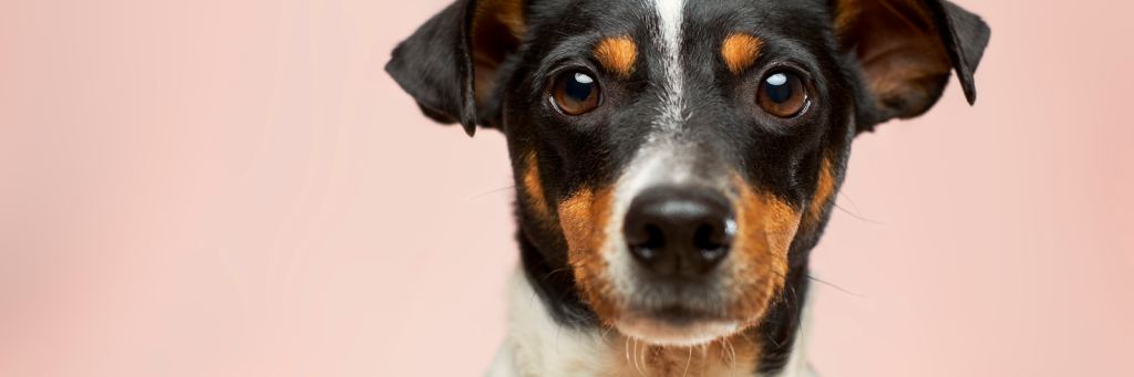 🎗️ 犬猫 腫瘍ニュース —&nbsp;2026.07.03