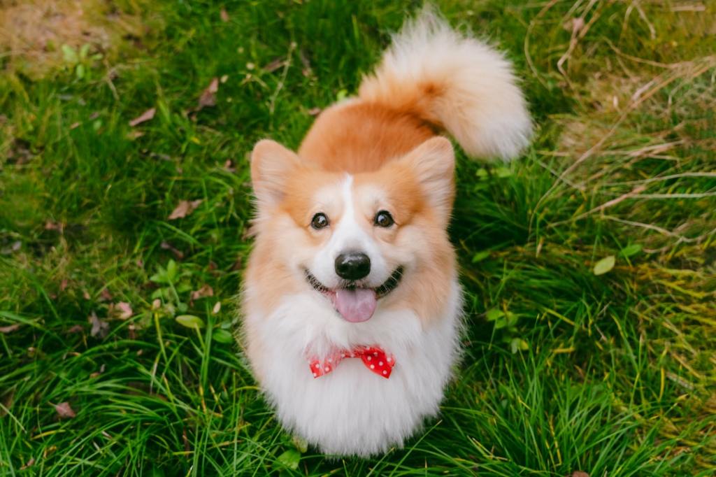 A happy corgi wearing a red bowtie in the grass