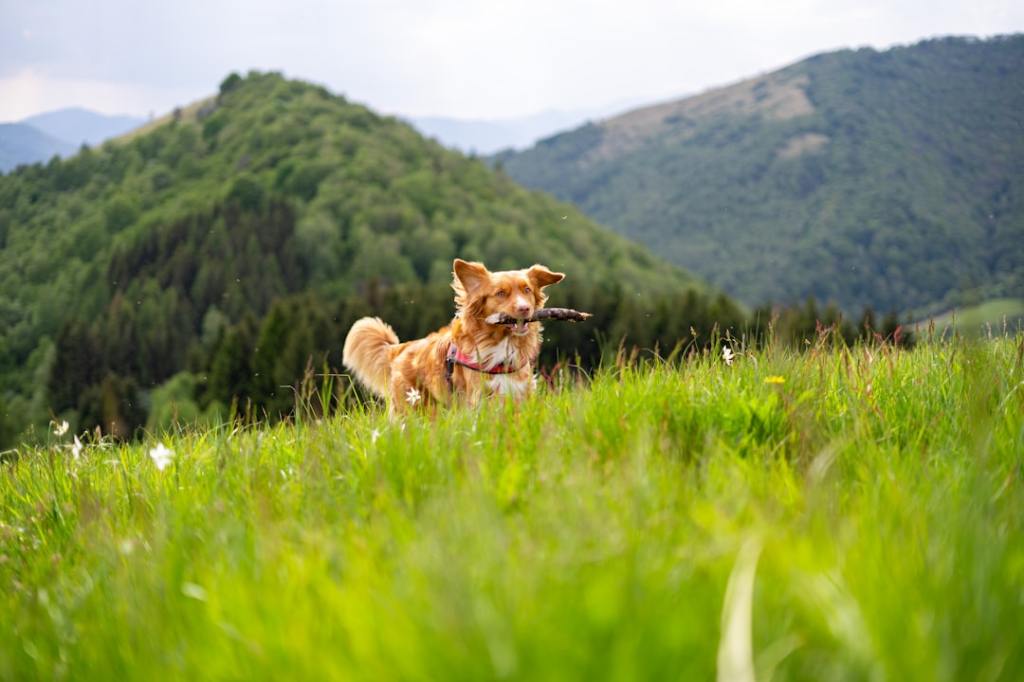 A dog runs through a grassy meadow with mountains behind.
