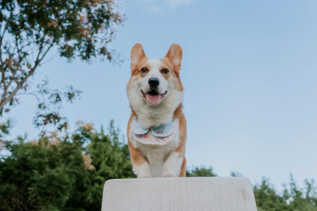 A happy corgi dog wearing a bandana outdoors.