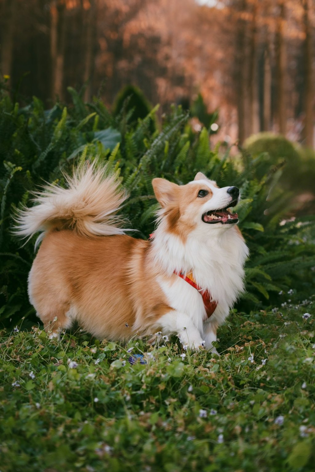 A corgi dog stands in green grass with lush foliage.