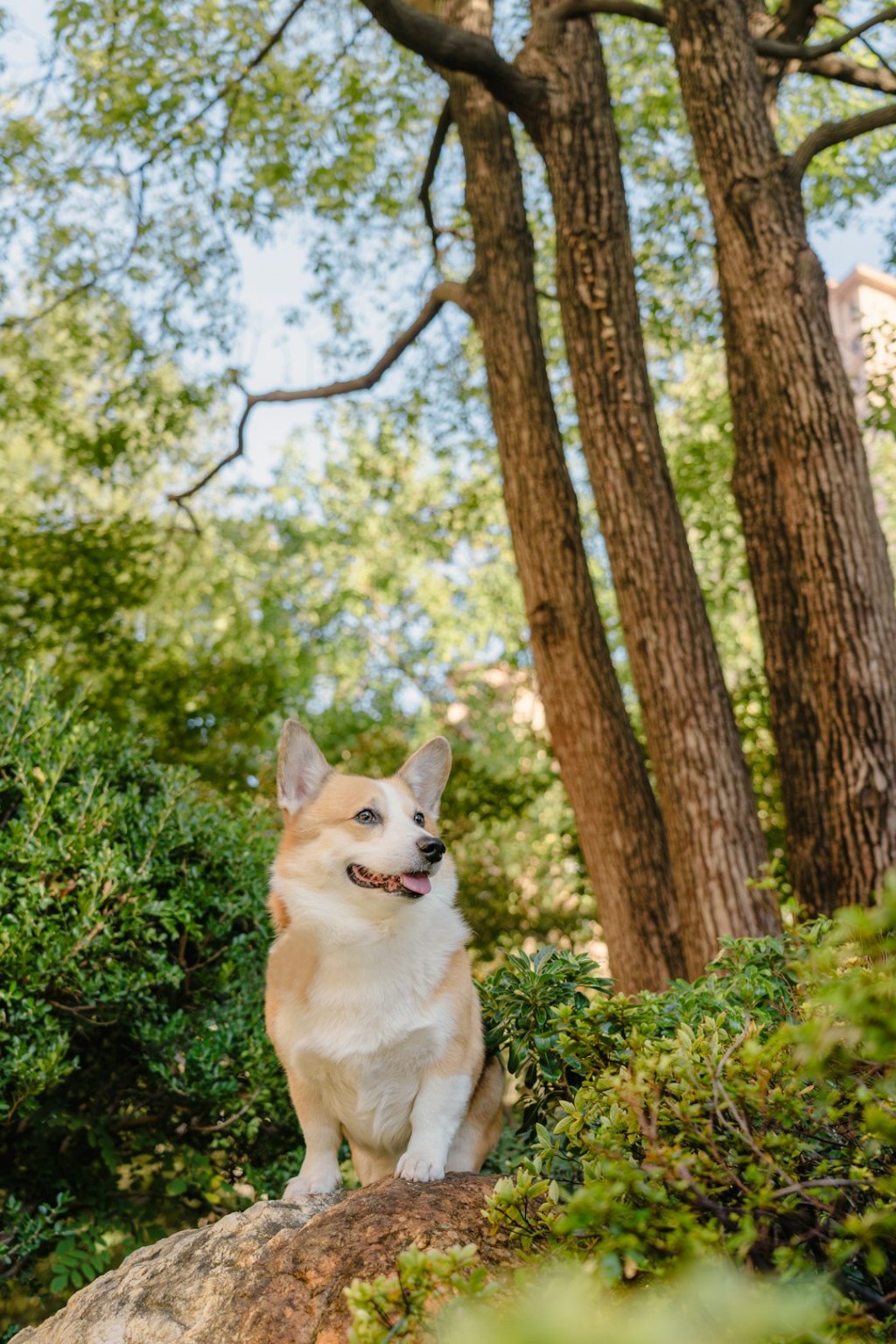 A happy corgi sits on a rock in a park.