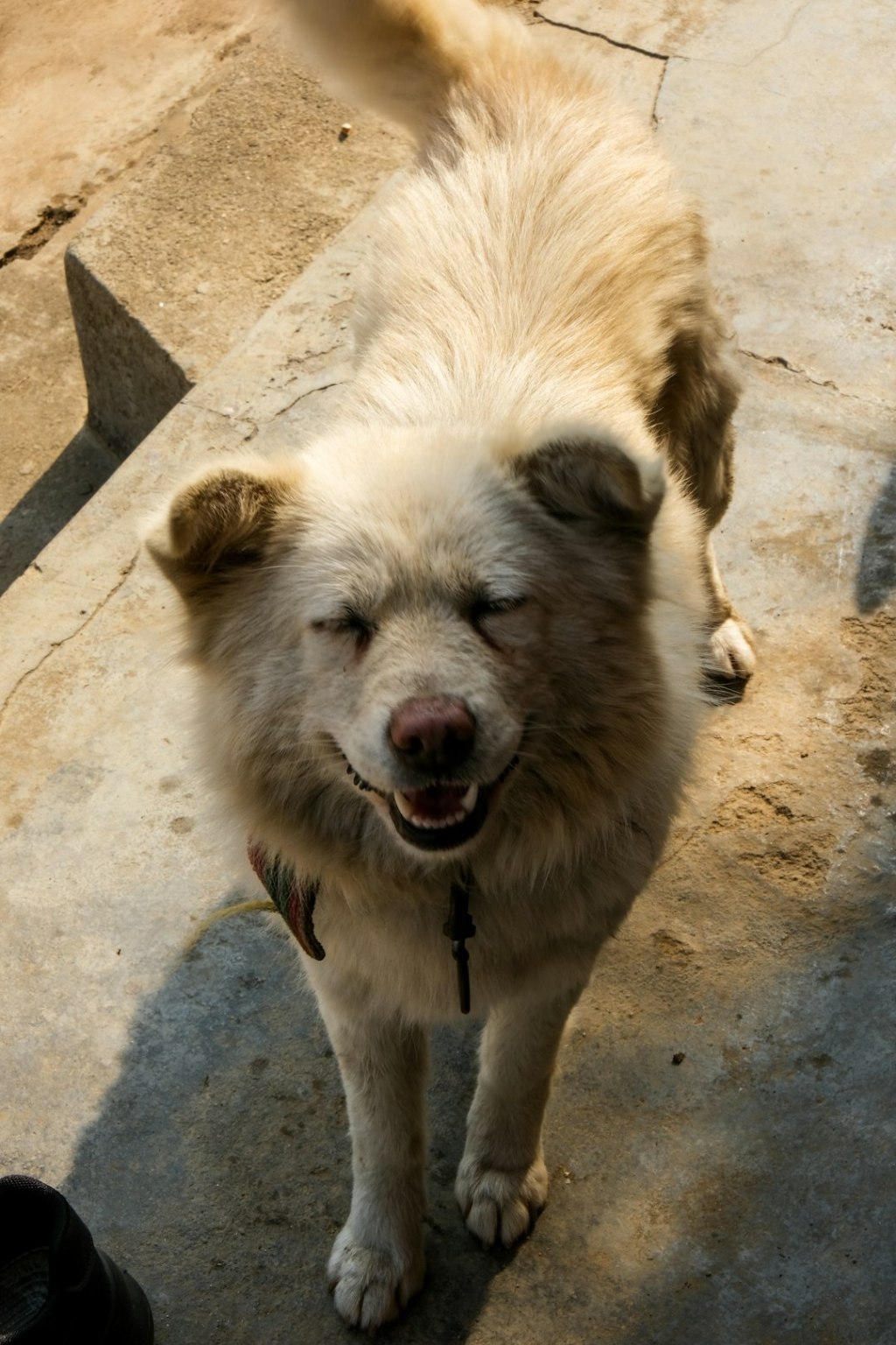 A happy dog with eyes closed smiles outdoors