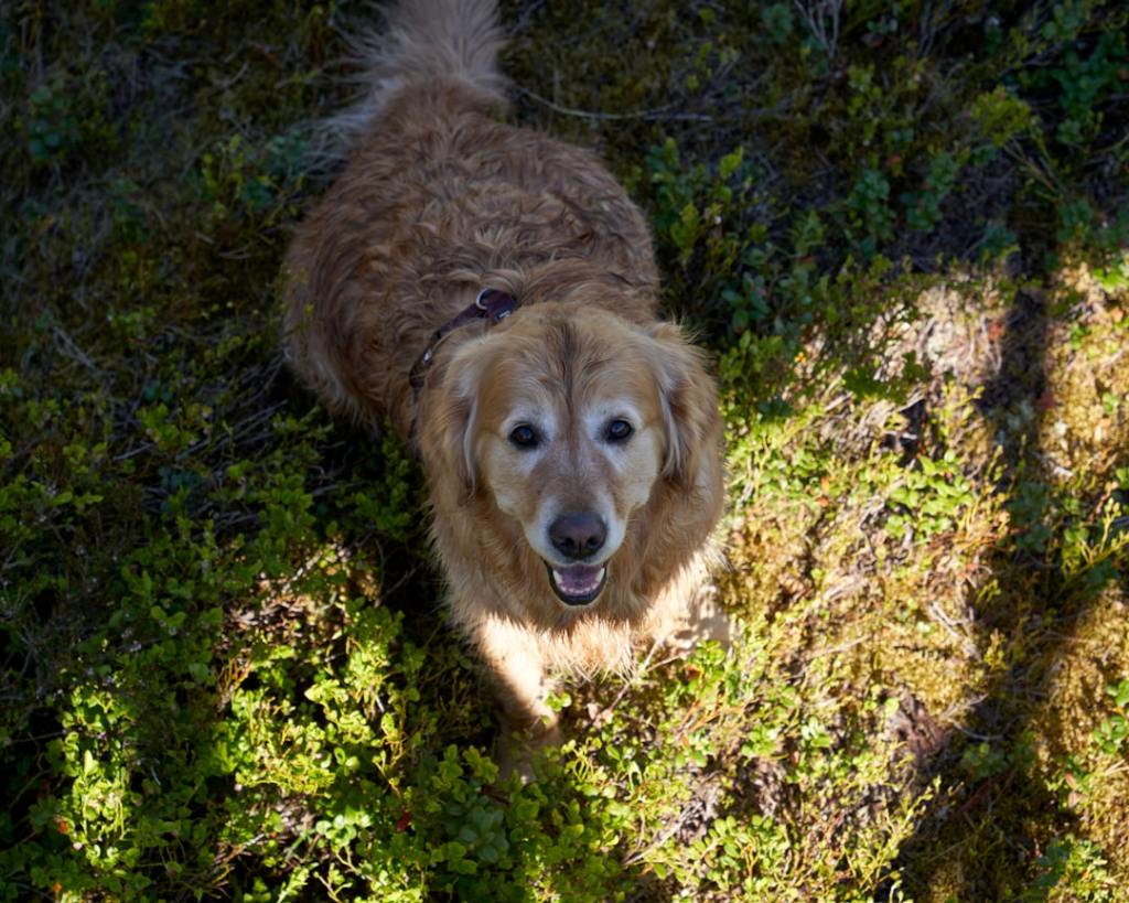 A golden retriever dog sits in green foliage.