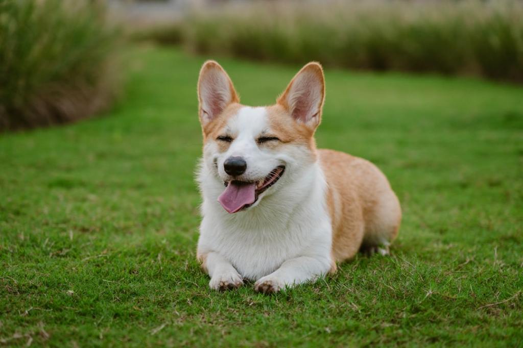 A happy corgi dog lying on green grass