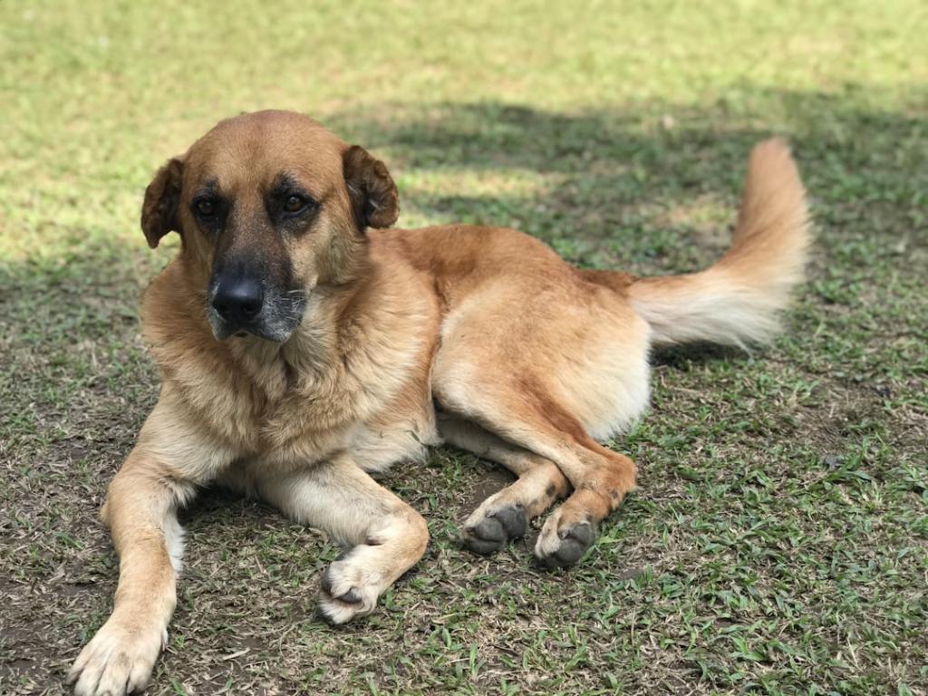a large brown dog laying on top of a lush green field