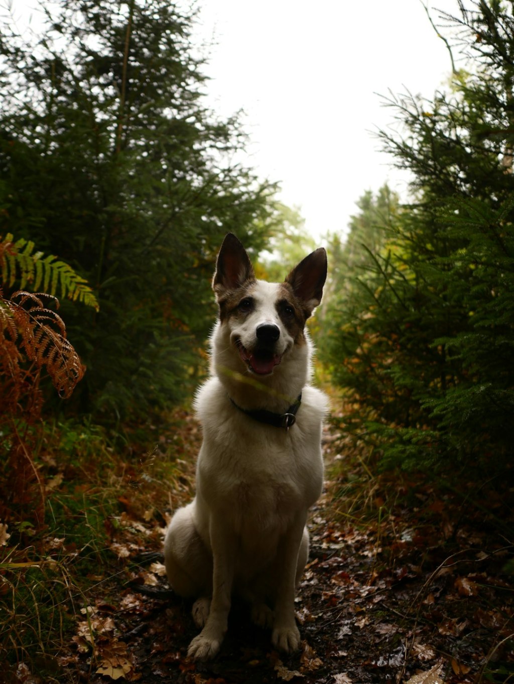A happy dog sits on a forest path.