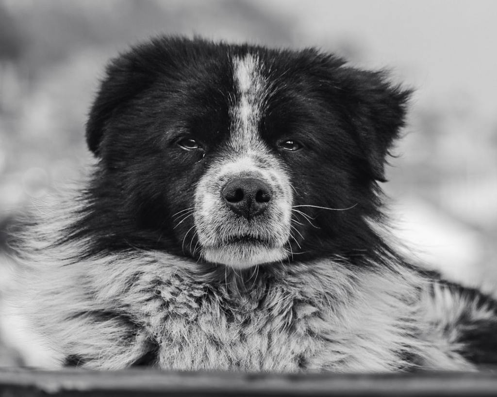 a black and white dog with a sad look on his face