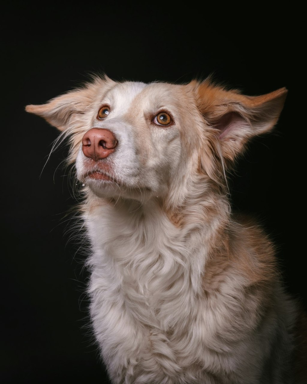 A light-colored dog with floppy ears looks up.