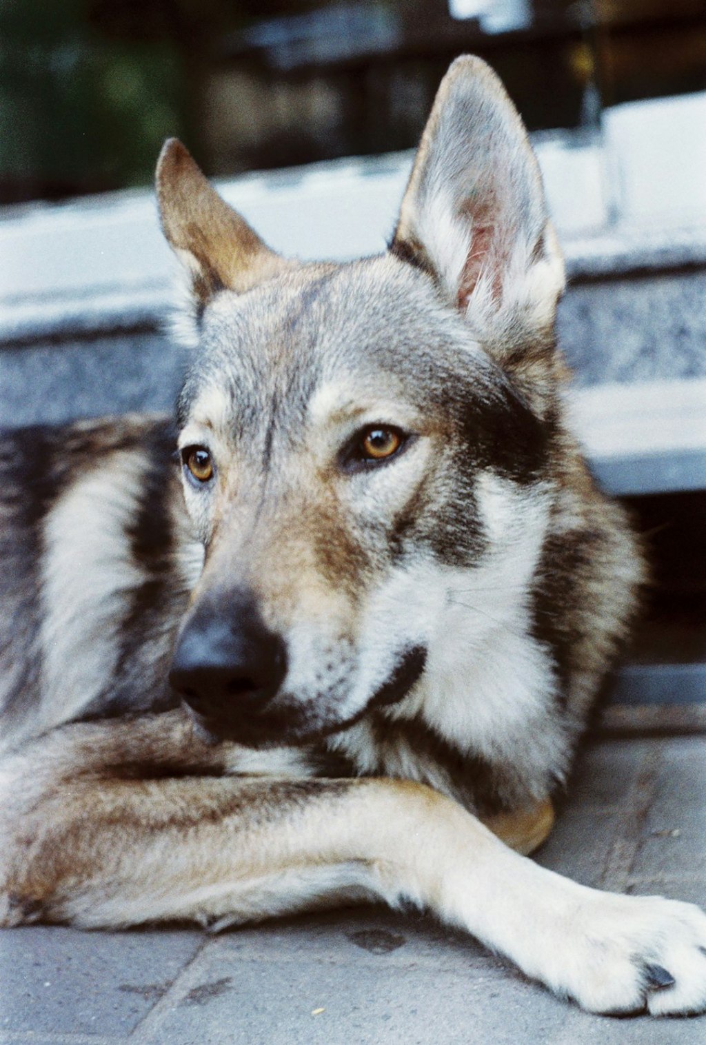 brown and white wolf lying on floor