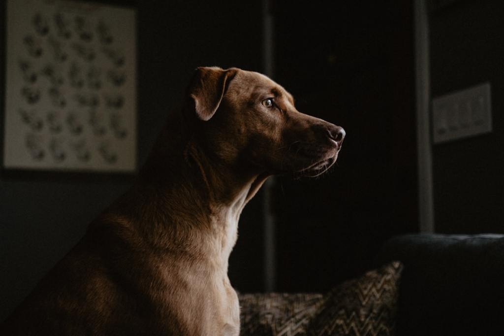 📚 犬猫 研究論文 —&nbsp;2026.06.06
