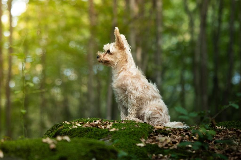 Small dog sitting on mossy rock in forest
