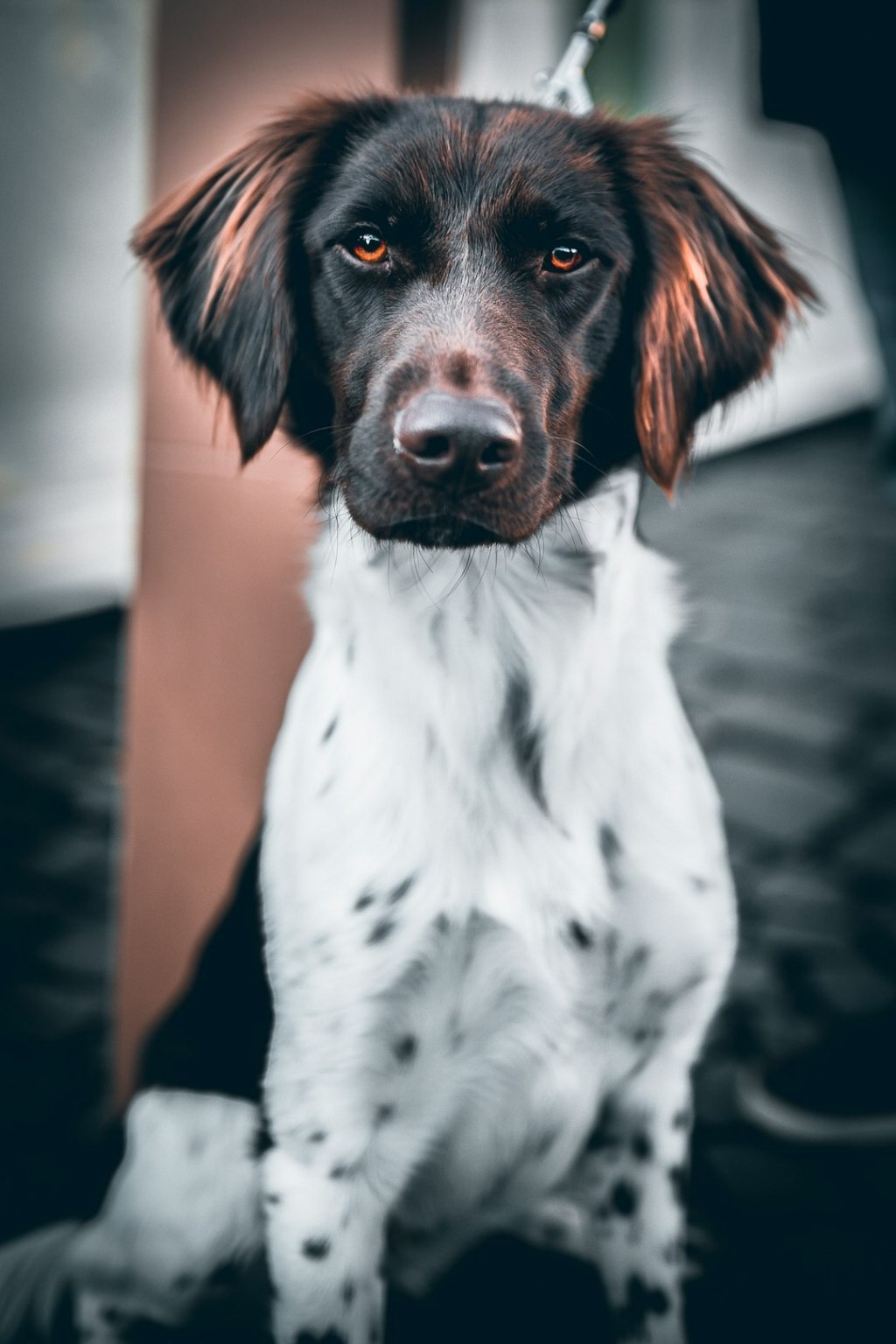 white and brown short coated dog