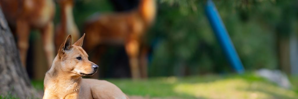 🎗️ 犬猫 腫瘍ニュース — 2026.07.21
