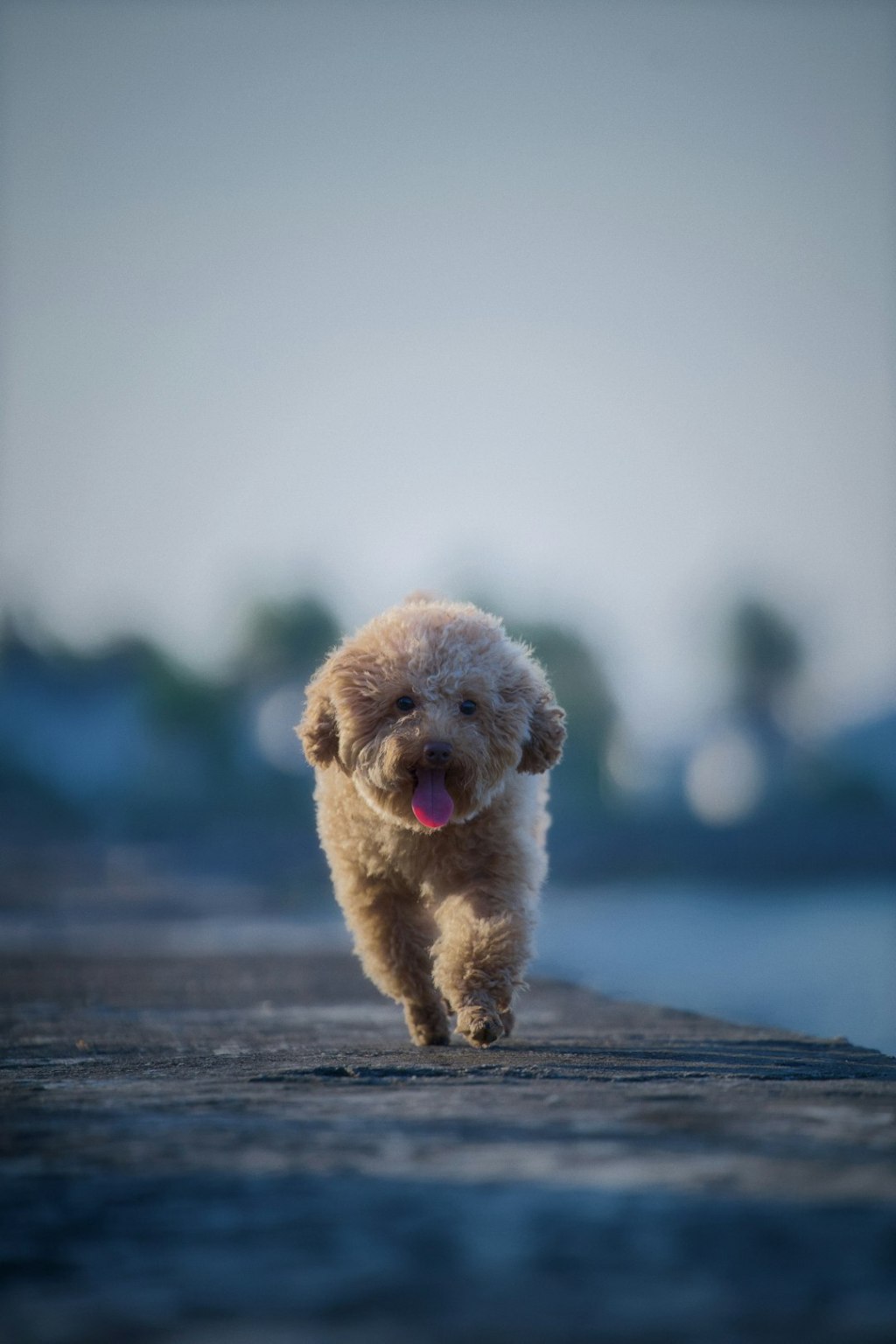 A cute dog happily runs towards the viewer.