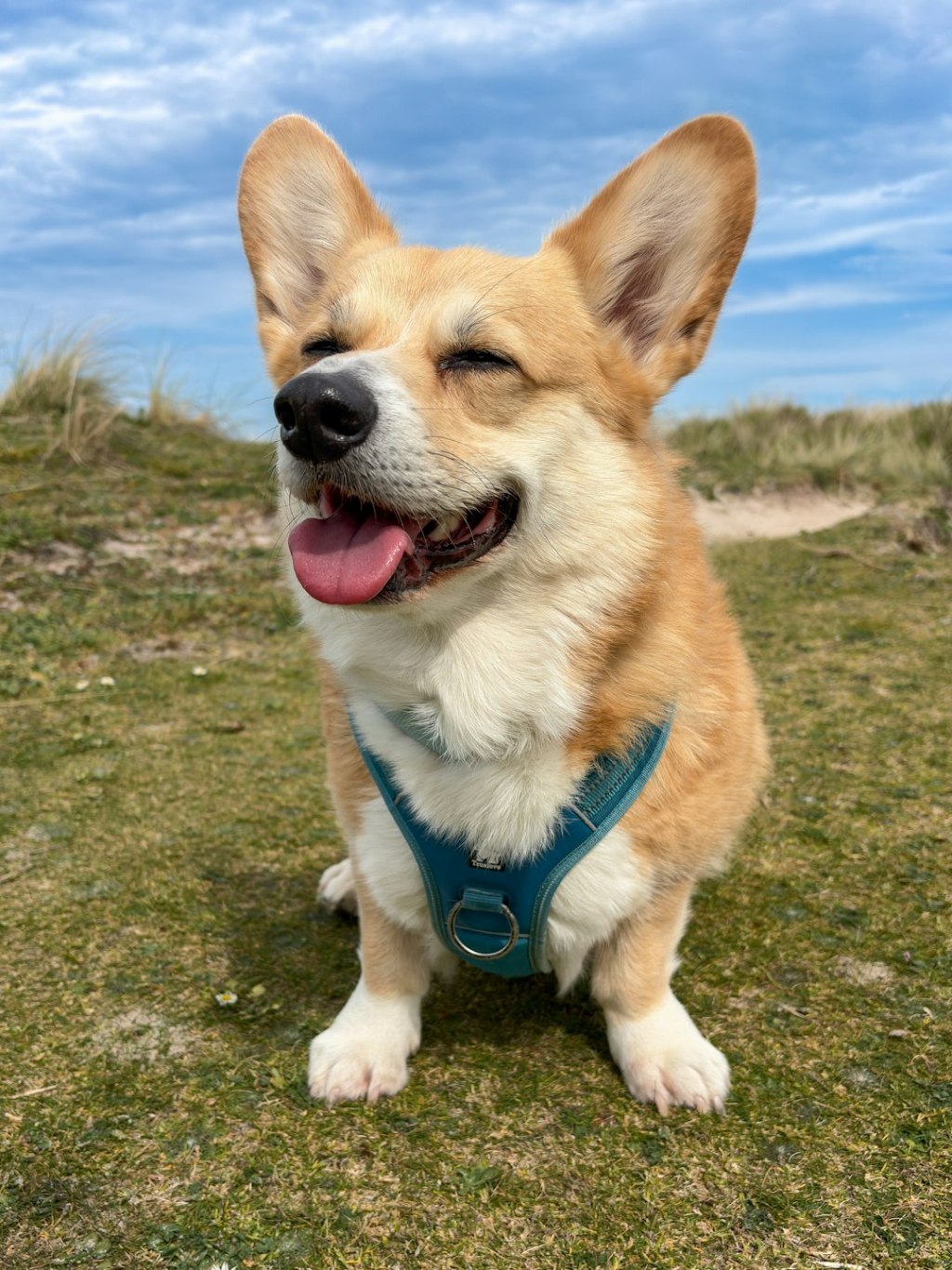 A happy corgi sits outdoors on a grassy hill.