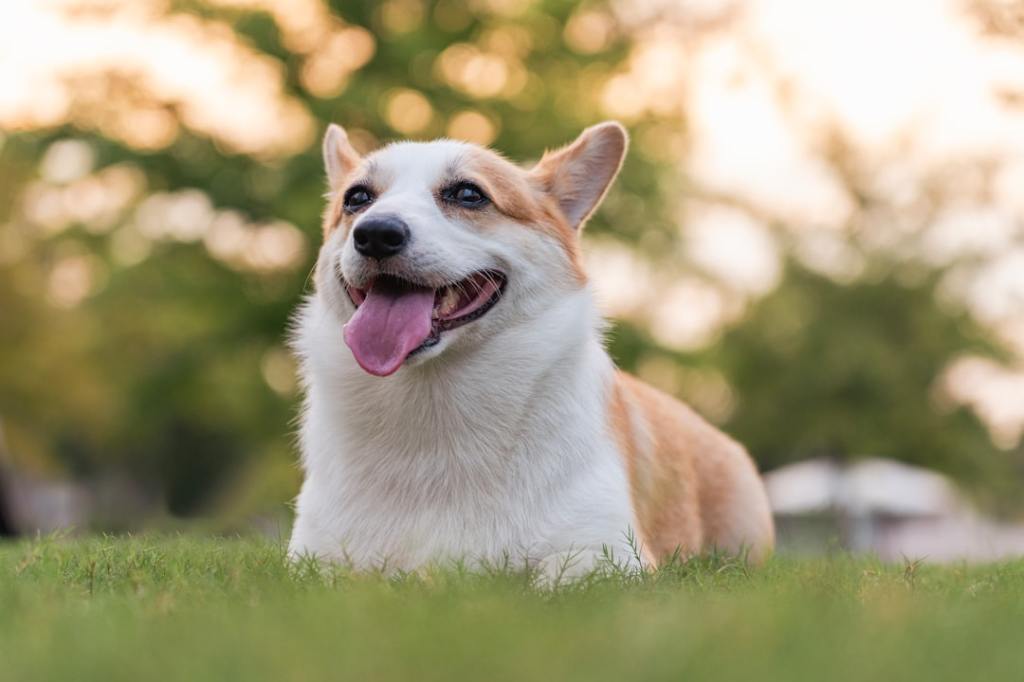 A happy corgi dog lying on green grass outdoors.