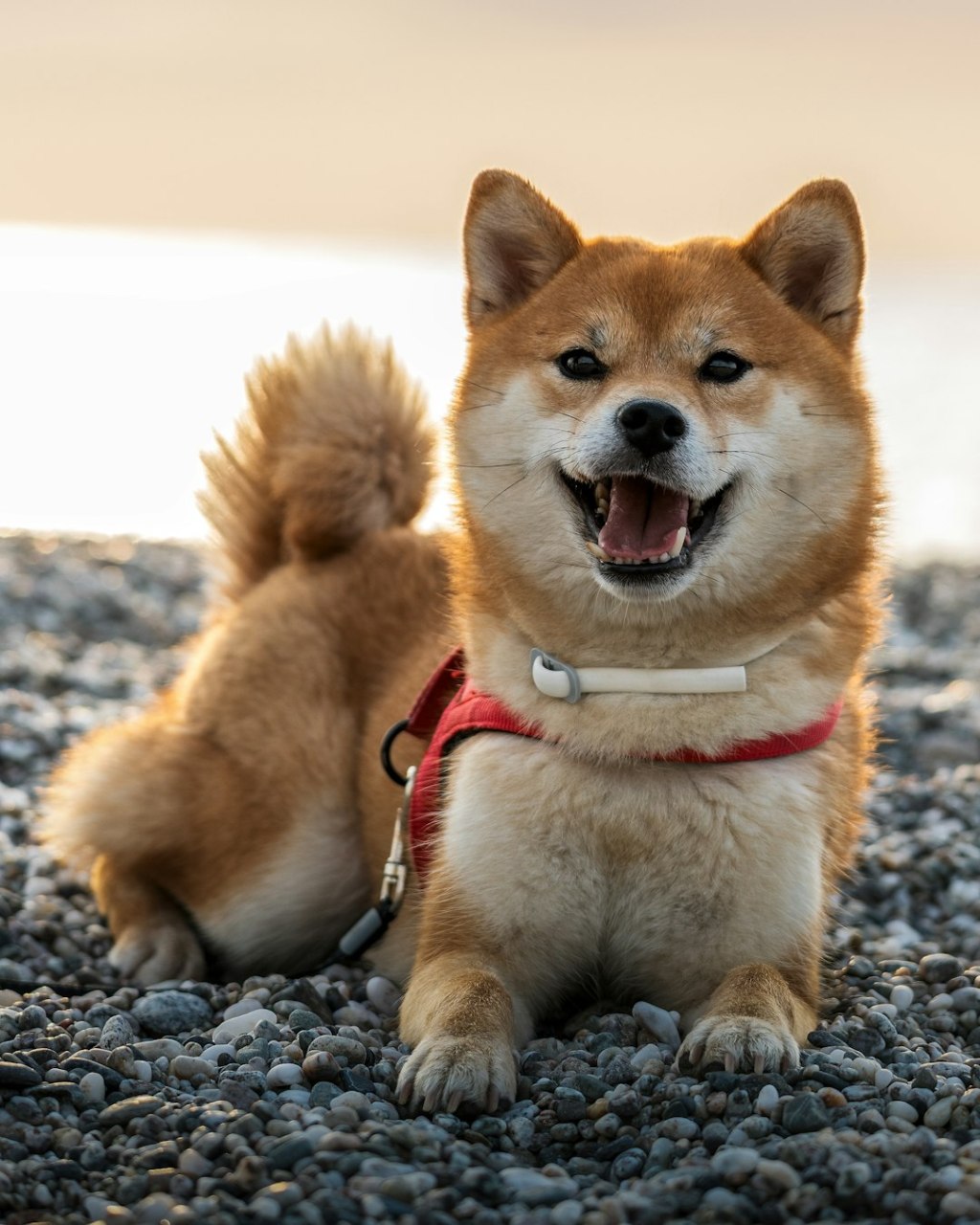 A happy shiba inu dog sits on a pebble beach.