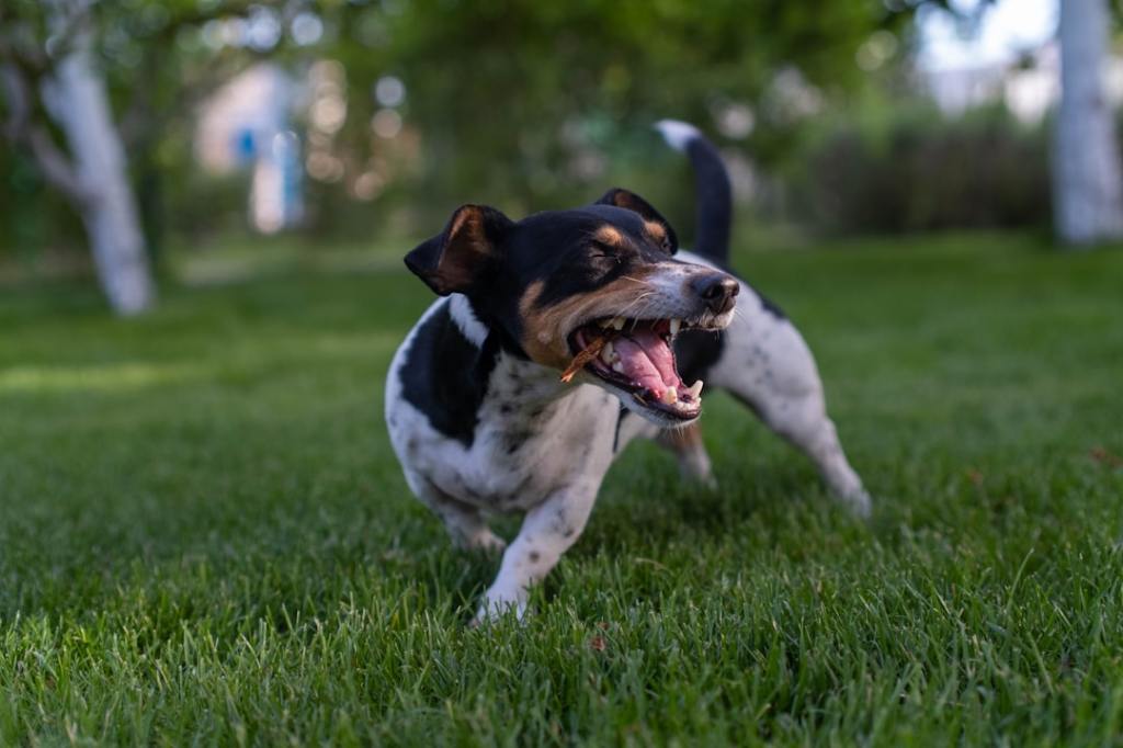 Black and white dog barking in a grassy yard.