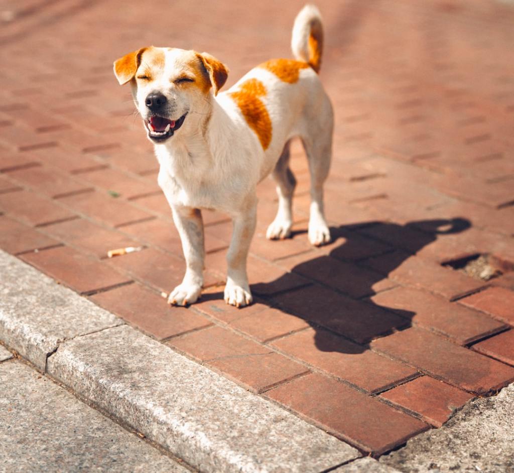A happy dog with orange patches stands on brick pavement.