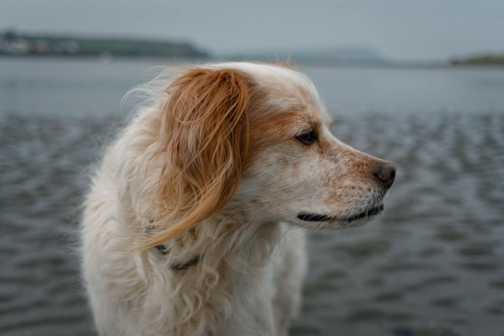 A golden-haired dog poses beside water.