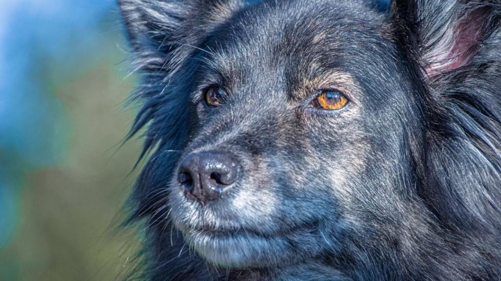 a close up of a dog's face with a blurry background