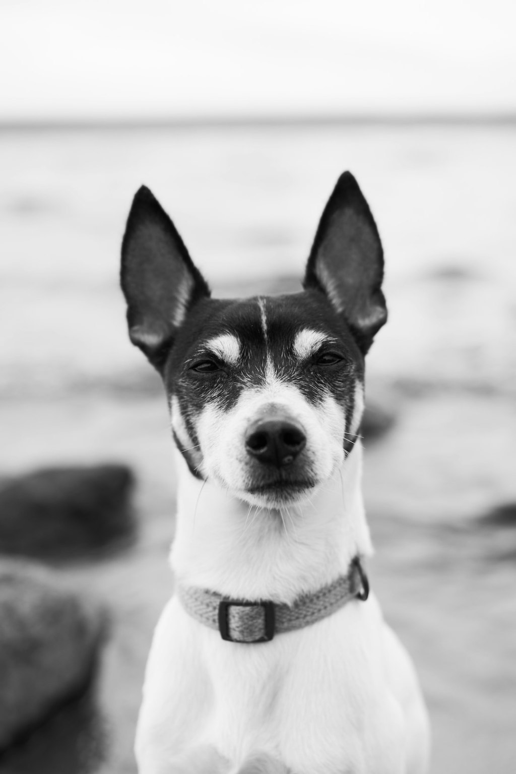 📚 犬猫 研究論文 — 2026.07.20