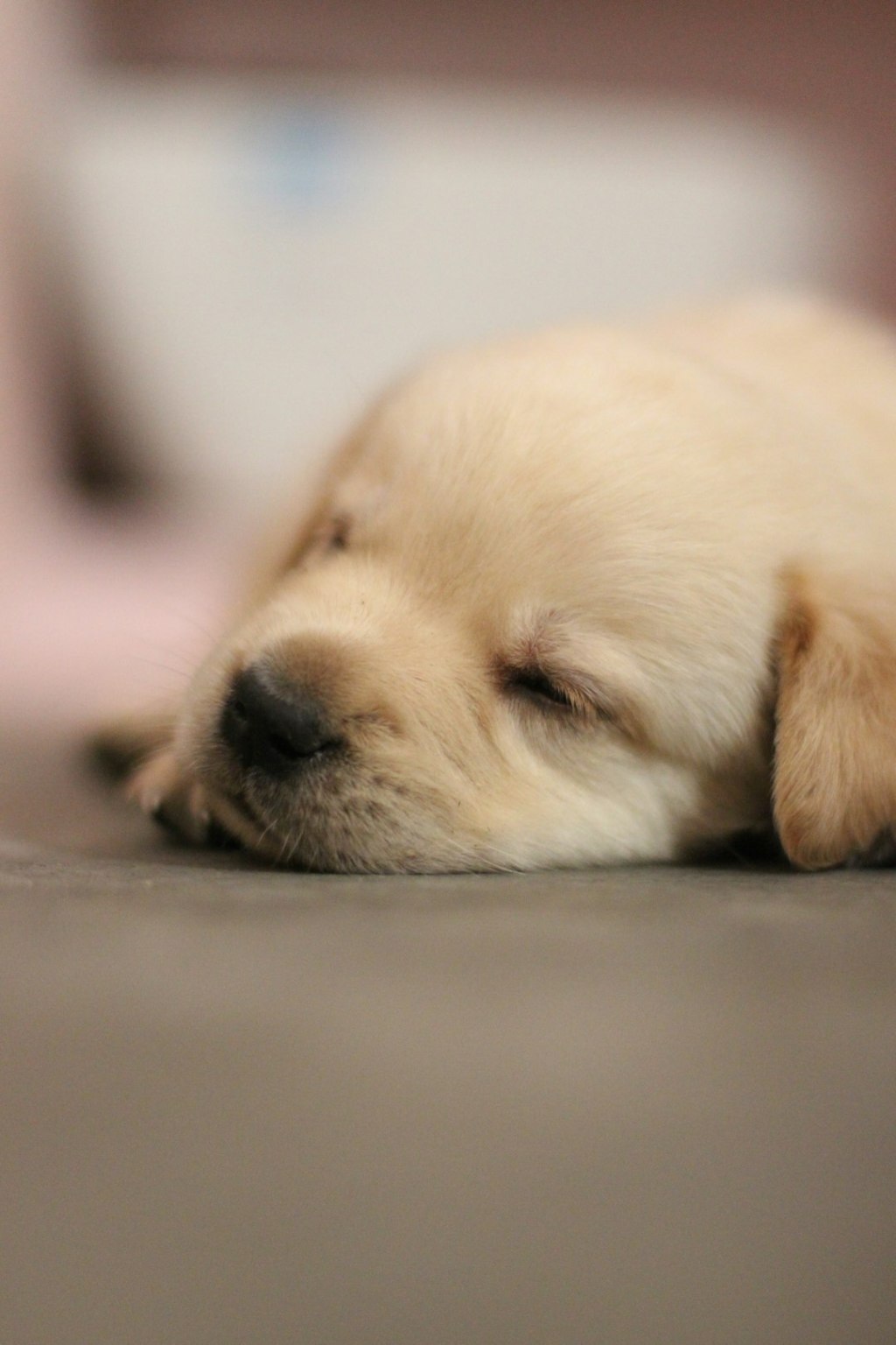 A puppy sleeping on the floor with its eyes closed