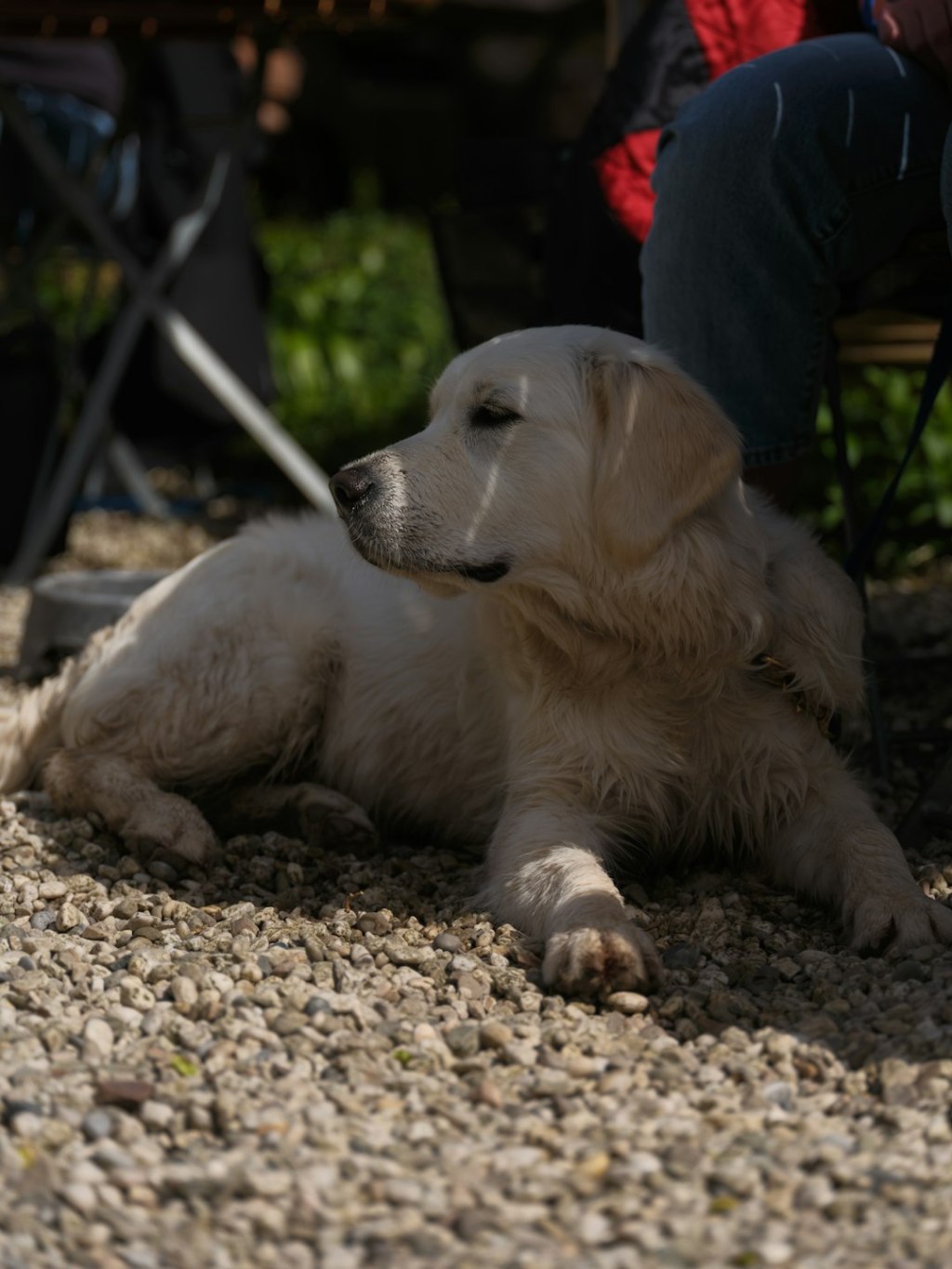 A golden retriever puppy rests on gravel outdoors.